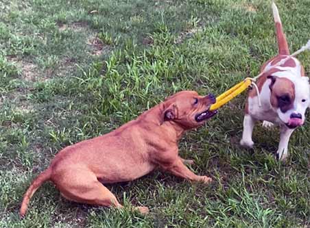 dog breeders hamilton ga