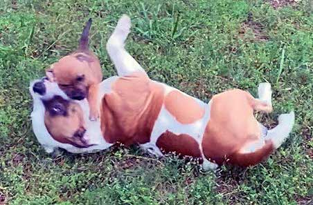 dog kennel hamilton ga